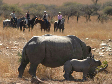 Wait A Little African Safari